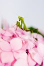 Praying mantis pink flower Royalty Free Stock Photo