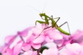 Praying mantis pink flower sideview Royalty Free Stock Photo