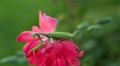 Praying Mantis on Pink Rose