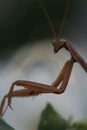 Praying Mantis Portrait of Stillness