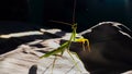 a praying mantis posing in colorful shot Royalty Free Stock Photo