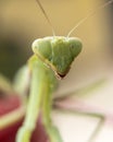 Praying mantis Royalty Free Stock Photo
