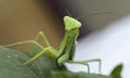 Praying mantis Royalty Free Stock Photo