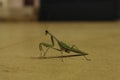 Praying Mantis