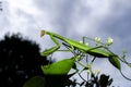 Praying mantis Royalty Free Stock Photo