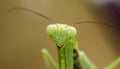 Praying mantis Royalty Free Stock Photo