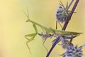 Praying Mantis. A praying mantis sits on the plant Eryngium Planum. Royalty Free Stock Photo