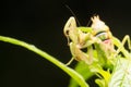 The praying mantis a predatory insect, fearsome with its raptorial fore legs and a proficient hunter / Mantis / Eating their