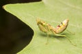 The praying mantis a predatory insect, fearsome with its raptorial fore legs and a proficient hunter / Mantis / Eating their