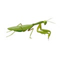 Praying mantis predatory insect vector realistic illustration Royalty Free Stock Photo