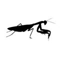 Praying mantis predatory insect vector realistic illustration Royalty Free Stock Photo