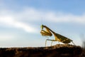 Praying mantis in profile, insect Royalty Free Stock Photo