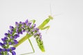 Praying Mantis on Purple Flowers White Background Royalty Free Stock Photo