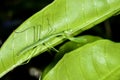 Praying mantis, ranomafana Royalty Free Stock Photo