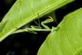 Praying mantis, ranomafana Royalty Free Stock Photo