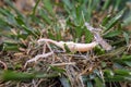 Praying Mantis (Mantis religiosa) Molting â Shedding Its Exoskeleton in Grass Royalty Free Stock Photo