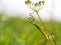 Praying mantis Mantis religiosa on plant Royalty Free Stock Photo