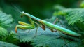 Praying Mantis Resting on Green Leaf in a Forest Illustrating Wisdom and Stillness From Asian Folklore Royalty Free Stock Photo