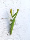 Praying Mantis  resting on wall Royalty Free Stock Photo