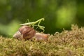 Praying mantis riding a snail travels on grass Royalty Free Stock Photo