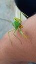 a praying mantis with a rotating head perched on the hand