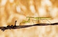 Praying mantis Royalty Free Stock Photo