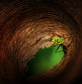 Praying mantis in a secret base Royalty Free Stock Photo
