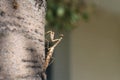Praying mantis 2441 Royalty Free Stock Photo