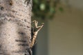 Praying mantis 2440 Royalty Free Stock Photo