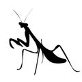 praying mantis silhouette, on white background