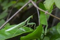 Praying Mantis Sitting on Green Plant Leaves Royalty Free Stock Photo