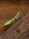 Praying mantis on slanted wooden fence board Royalty Free Stock Photo