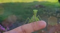 Praying Mantis on Finger Royalty Free Stock Photo