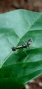 praying mantis is standing on a leaf in garden?