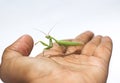 Praying mantis beautiful stock photo on hand