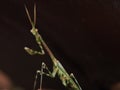 Praying mantis