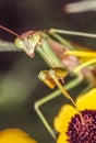 Praying Mantis in summer