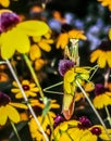 Praying Mantis in summer