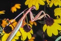 Praying Mantis in summer