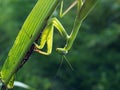 Praying mantis at sunset