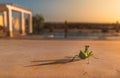 Praying mantis on a terrace at sunset