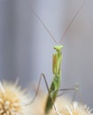 Praying Mantis Royalty Free Stock Photo