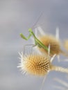 Praying Mantis Royalty Free Stock Photo