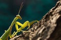 Praying mantis on the trunk of an olive tree Royalty Free Stock Photo