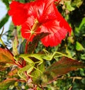 Praying Mantis under Hibiscus Flower in the garden Royalty Free Stock Photo