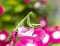 Praying Mantis on Vinca Flower Royalty Free Stock Photo