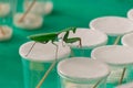 Praying mantis walking on glass jars