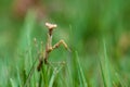 Praying mantis walking in grass