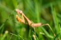 Praying mantis walking in grass