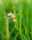 Praying mantis walking in grass